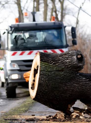 tree removal